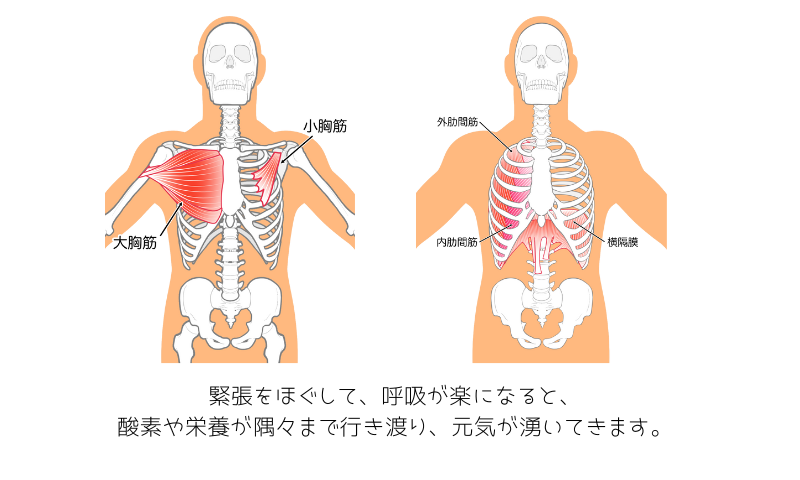 肋骨